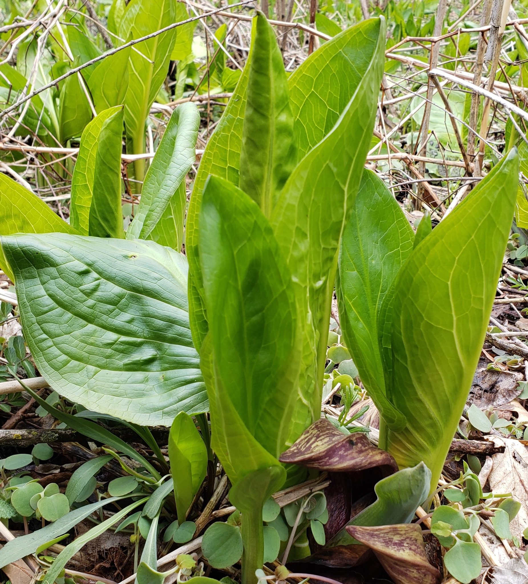 Skunk Cabbage Strand Nursery