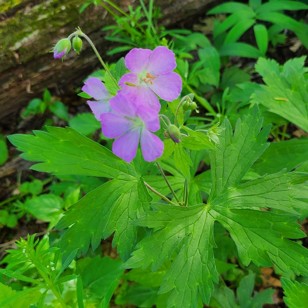 Geranium maculatum